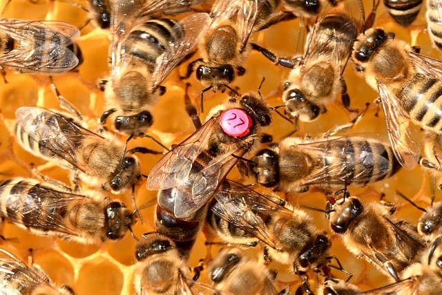 honey