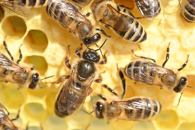 honey