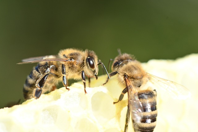 bees