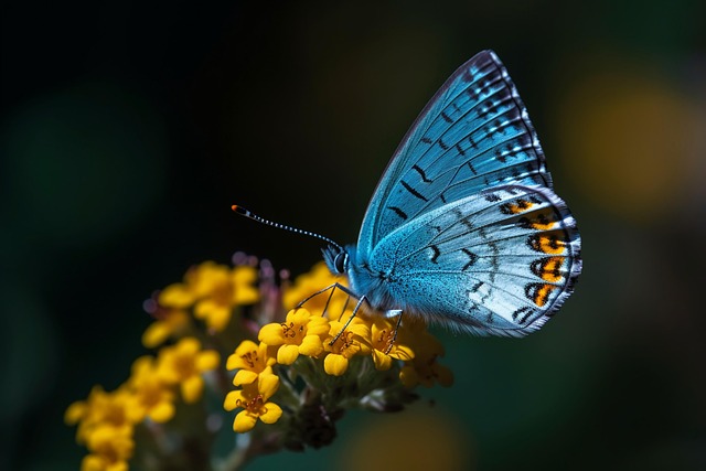 beauty