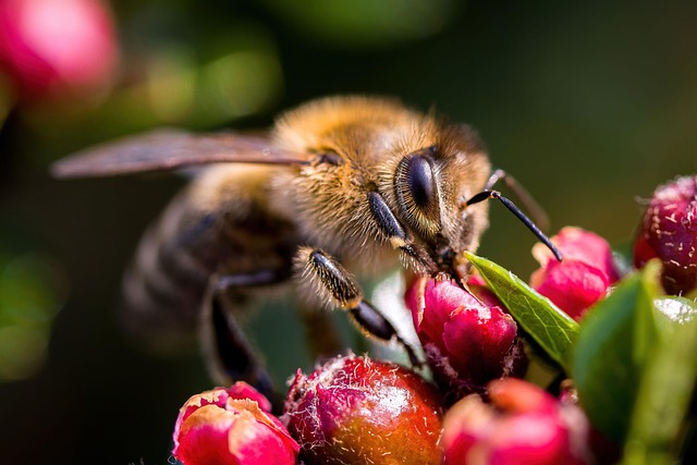 honey
