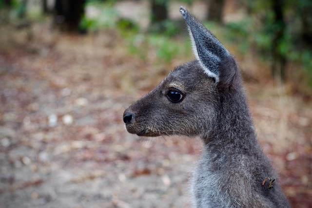 pouch
