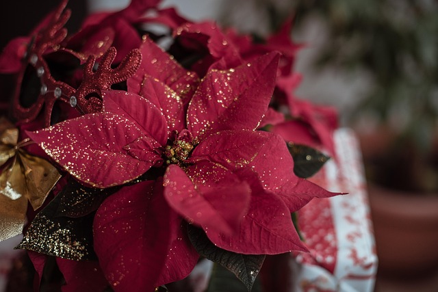 gift